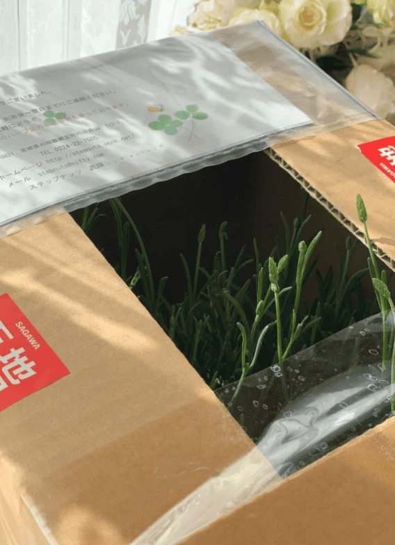 届いたラベンダー苗 2年物 箱から顔を出した状態