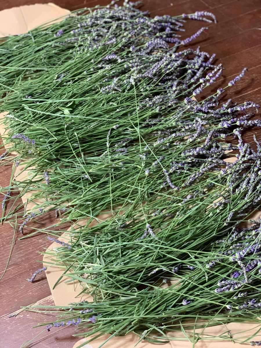 ラベンダー おすそわけ用に束ねた様子