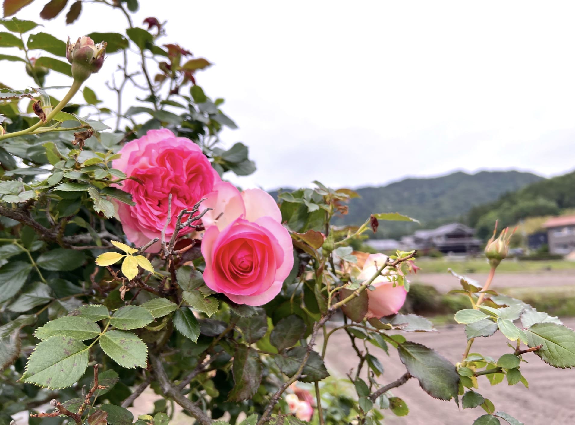 花大（HANAHIRO）で選んだバラの木。濃淡ピンクの花が庭に咲いた様子