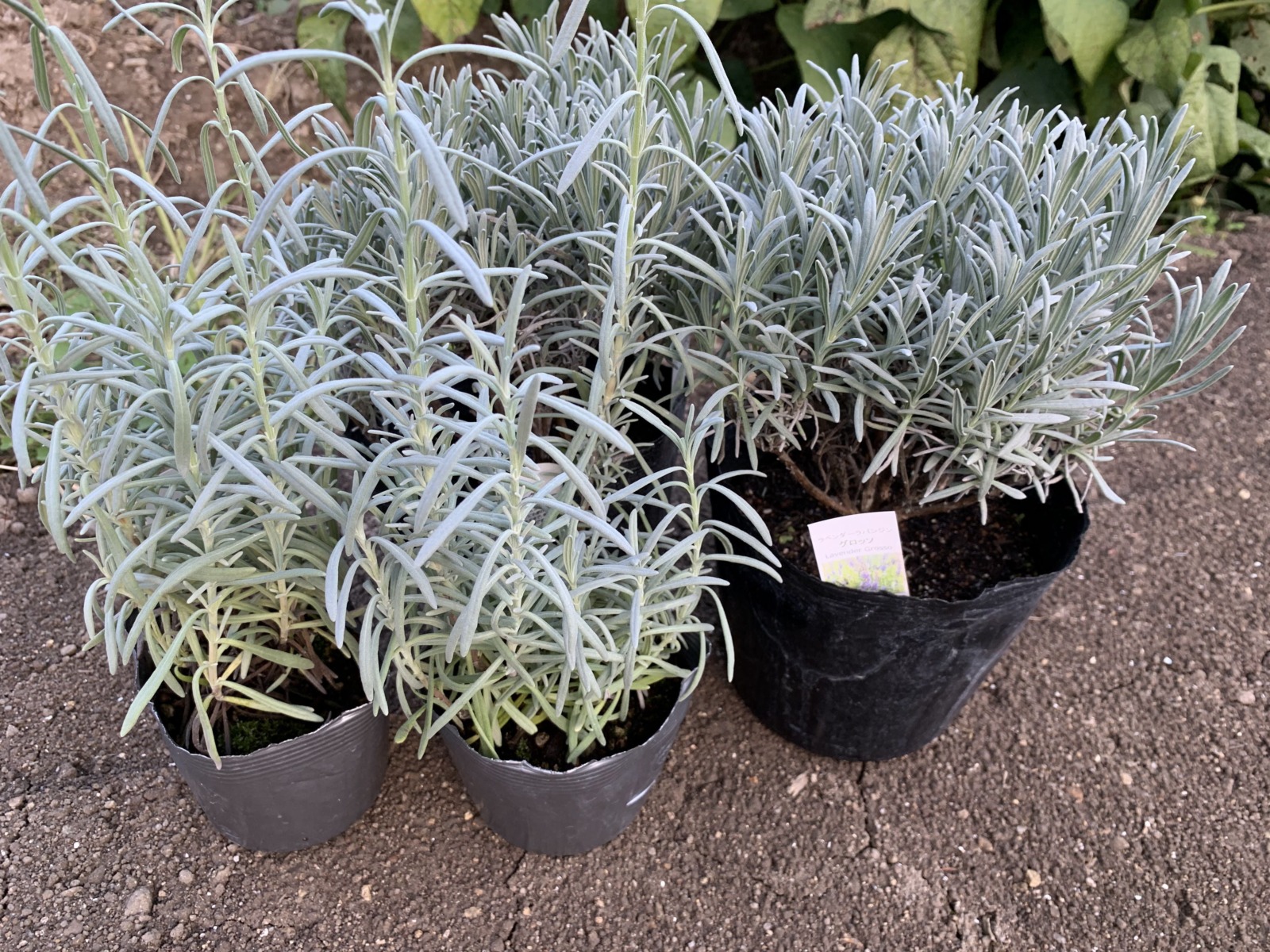 ラベンダー苗 植え付け前の状態