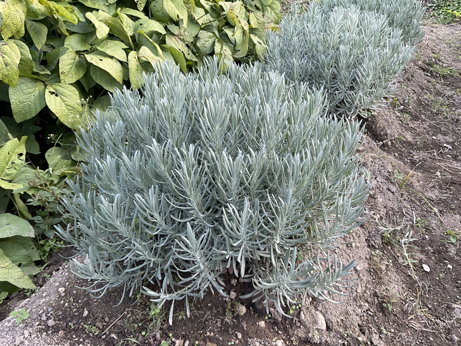 ラベンダー 2年目 株が広がった様子