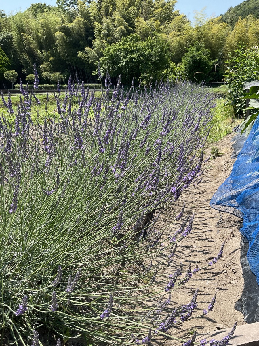 ラベンダー 開花の様子 田植えの季節