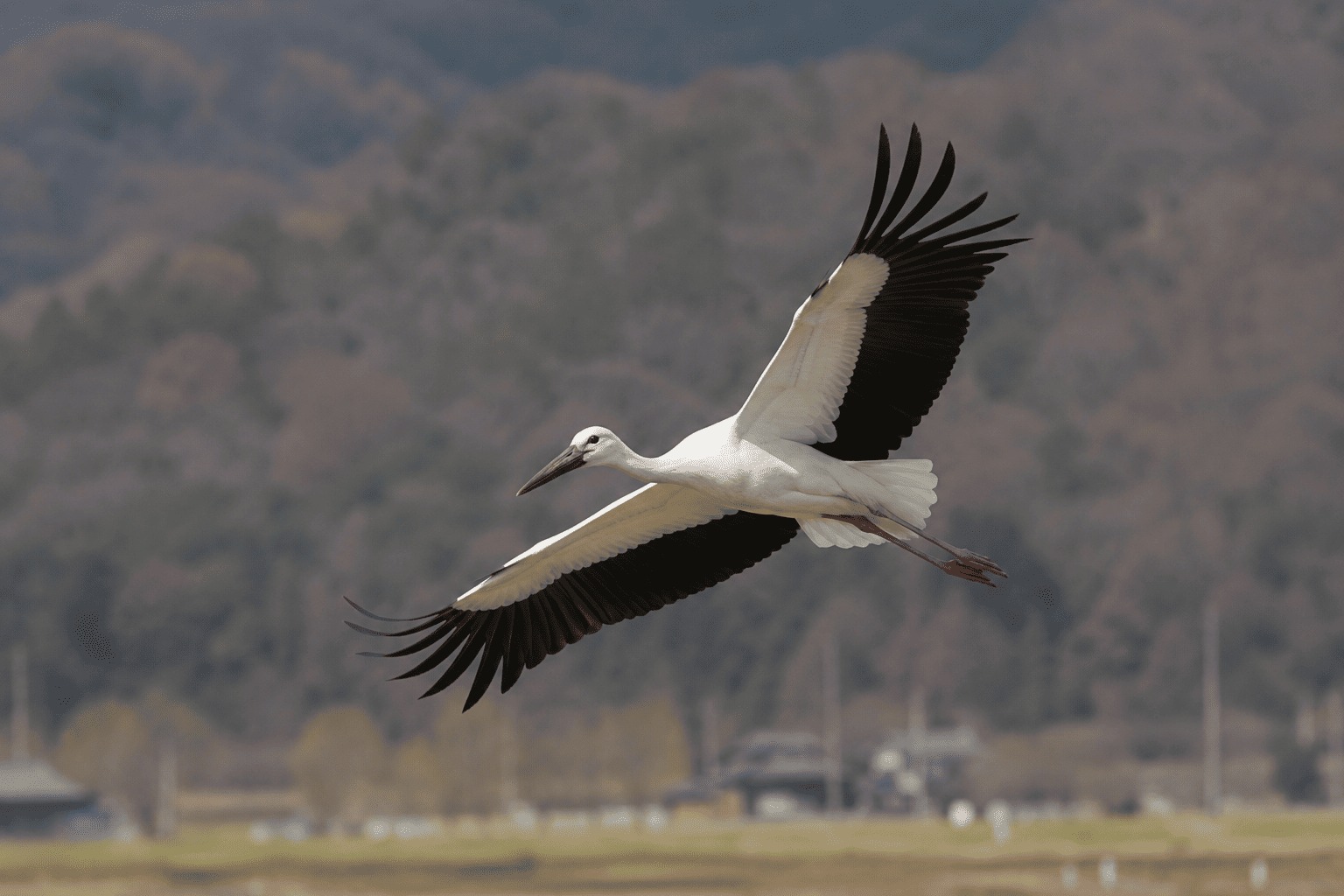 コウノトリ　NikonD7200