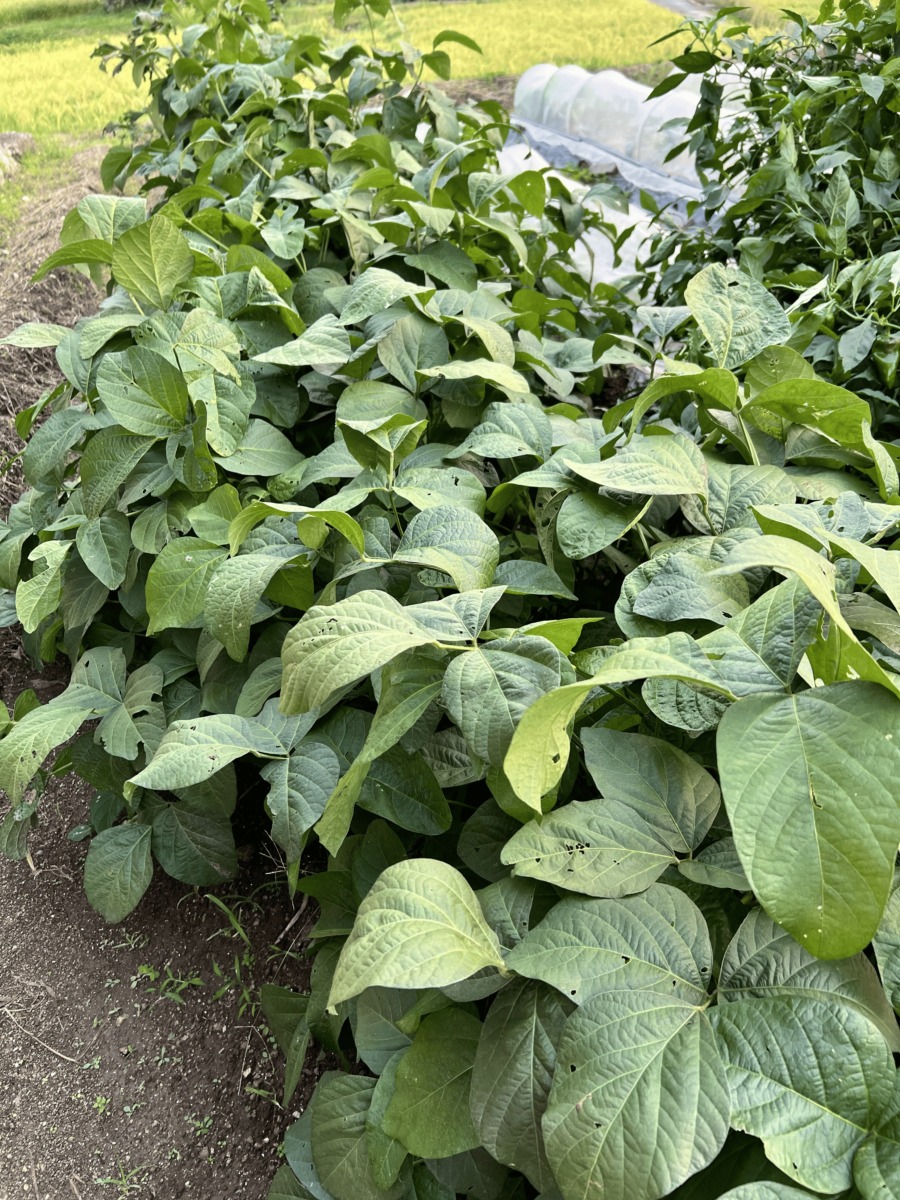 家庭菜園で育てている黒豆の株